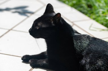 Bir siyah kedi terasta uzanıyor ve sıcak güneşin tadını çıkarıyor.