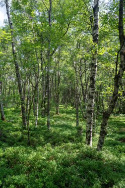 Carpathian huş ağacı (Betula carpatica) yüksek Rhoen, Hesse, Almanya 'daki kırmızı bataklıkta
