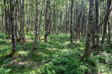 Carpathian huş ağacı (Betula carpatica) yüksek Rhoen, Hesse, Almanya 'daki kırmızı bataklıkta