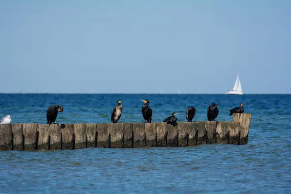 stock image Cormorants (Phalacrocoracidae) sitting on wooden groyne, in the background a sailing ship, on the Baltic Sea coast on the island of Poel near Timmendorf, Germany