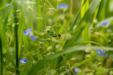 Siyah - kırmızı uğur böceği (Coccinellidae) yeşil doğada bir bitki üzerinde