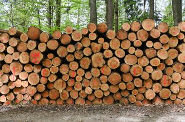 Ormandaki ocaklar için odun yığını