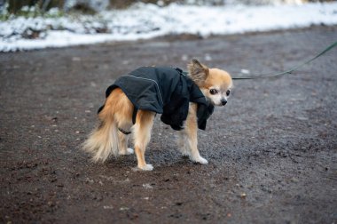 Kışlık palto giymiş küçük bir Chihuahua köpeği soğuk bir kış gününde karla yürüyor.