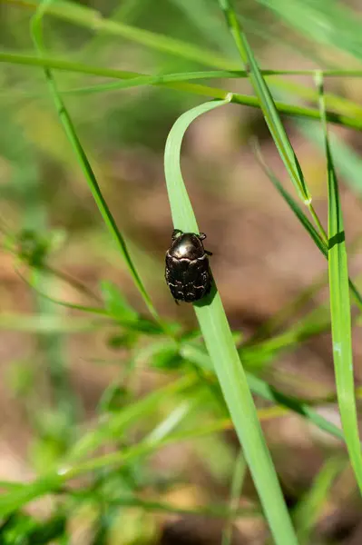 stock image Shimmering common rose beetle  (  Cetoniinae  )  on blade of grass with copy space