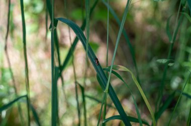 Bir kan ağustos böceği (Cercopidae) yeşil doğada bir bitkinin üzerine oturur.