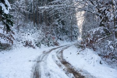 Almanya 'nın Bavyera eyaletinin Spessart kentinde bir kış günü, toprak yolu olan bir ormanda karla kaplı ağaçlar. 
