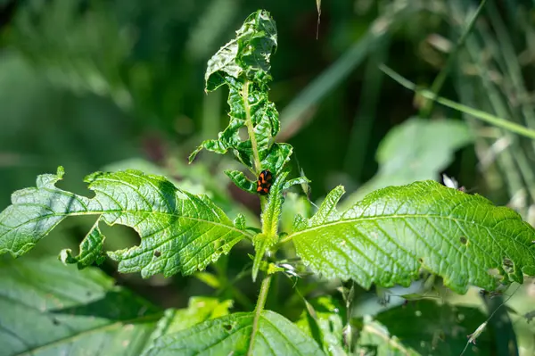 stock image A Blood Cicada  ( Cercopidae ) sits on a plant in the green nature