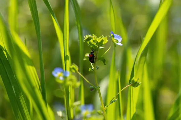 stock image Black - red ladybug ( Coccinellidae )  on a plant in green nature