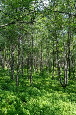Carpathian huş ağacı (Betula carpatica) yüksek Rhoen, Hesse, Almanya 'daki kırmızı bataklıkta