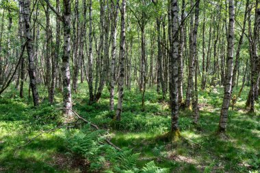 Carpathian huş ağacı (Betula carpatica) yüksek Rhoen, Hesse, Almanya 'daki kırmızı bataklıkta