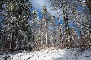 Kış zamanı mavi gökyüzü olan ormandaki ağaçlar karla kaplıydı.