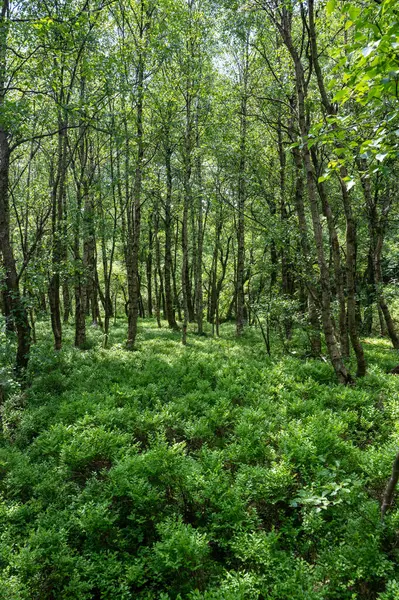 stock image Carpathian birch forest (Betula carpatica) in the red bog in the High Rhoen, Hesse , Germany