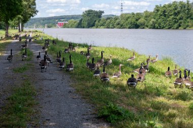 Bir sürü Kanada kazları (Branta canadensis) nehir kıyısına yakın toprak bir yolda yürüyorlar.