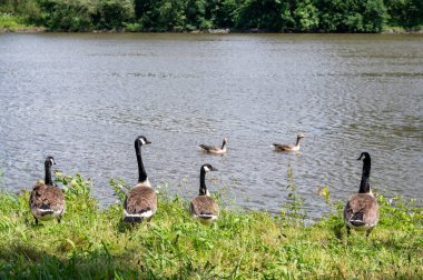 Birçok Kanada kazları (Branta canadensis) vahşi doğadaki yeşil çimlerde, bir nehrin kıyısında