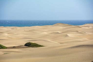 İspanya 'daki Gran Canaria' daki Maspaloma 'nın kumullarında. Mavi gökyüzü ile deniz manzarası. Dev kum tepeleri küçük bir çöle benzer ve doğa koruma alanıdır.