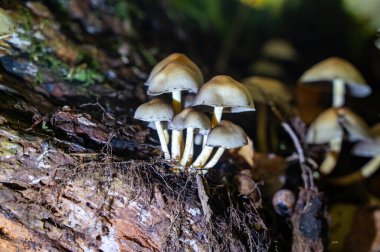 Ormanda birkaç mantar