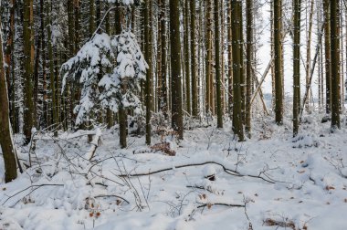 Ormandaki ağaçlar, karlı kış