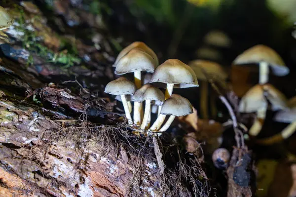 Ormanda birkaç mantar