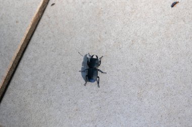 Bir kabuk böceği (Dorcus parallelipipedus), veranda fayanslarında bulunan cüce geyik böceği olarak da bilinir.