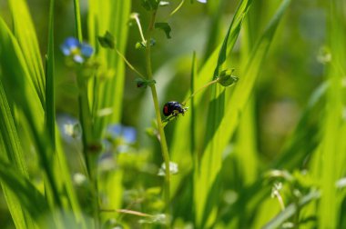 Siyah - kırmızı uğur böceği (Coccinellidae) yeşil doğada bir bitki üzerinde