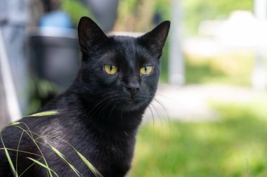 Çimenli siyah bir kedinin kafası