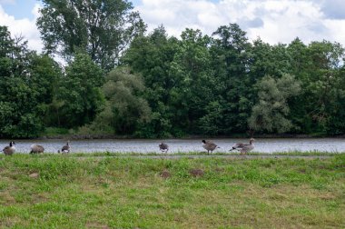 Birçok Kanada kazları (Branta canadensis) nehir kıyısı yakınlarındaki yeşil bir çayırda