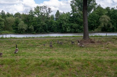 Birçok Kanada kazları (Branta canadensis) nehir kıyısı yakınlarındaki yeşil bir çayırda