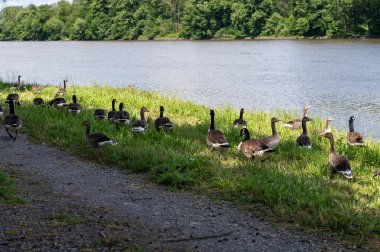 Birçok Kanada kazları (Branta canadensis) nehir kıyısı yakınlarındaki yeşil bir çayırda