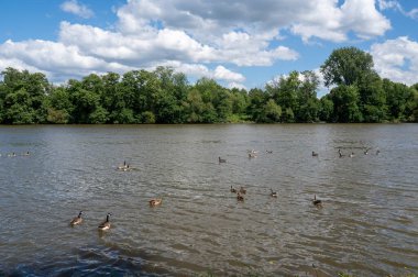 Many Canada geese ( Branta canadensis ) swimming in the water near the river bank with blue sky and clouds clipart