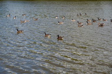 Birçok Kanada kazları (Branta canadensis) nehir kıyısı yakınında suda yüzerler.