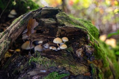 Ormanda birkaç mantar