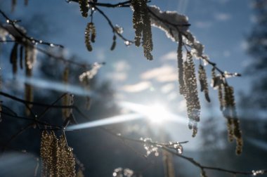 Kışın çiçekli Hazel çalısı (Corylus avellana) kışın parlayan güneşle karla kaplıdır.