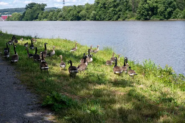 Birçok Kanada kazları (Branta canadensis) vahşi doğadaki yeşil çimlerde, bir nehrin kıyısında