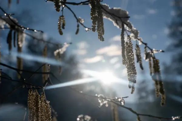 Kışın çiçekli Hazel çalısı (Corylus avellana) kışın parlayan güneşle karla kaplıdır.