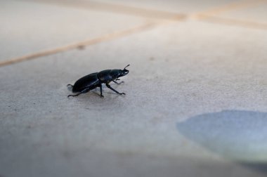 Bir kabuk böceği (Dorcus parallelipipedus), veranda fayanslarında bulunan cüce geyik böceği olarak da bilinir.