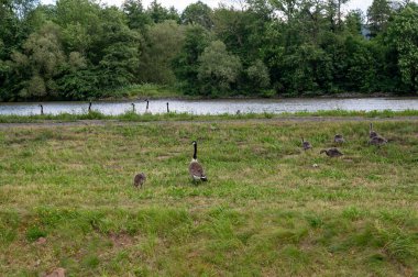 Birçok Kanada kazları (Branta canadensis) nehir kıyısı yakınlarındaki yeşil bir çayırda