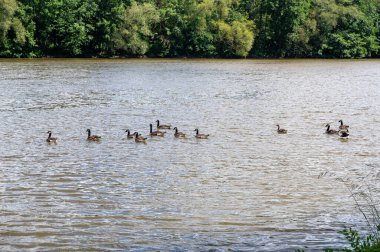Birçok Kanada kazları (Branta canadensis) nehir kıyısı yakınında suda yüzerler.