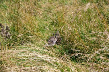 Kanada 'nın civcivleri (Branta canadensis) neredeyse vahşi doğadaki uzun otların arasında gizlidir.