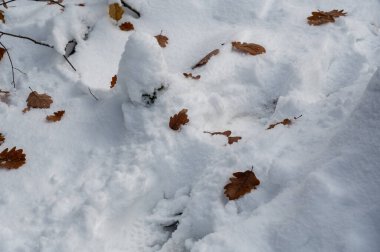 Birçok kahverengi sonbahar yaprakları beyaz karın üzerinde yatar.