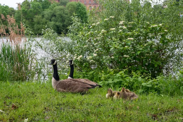 Kanada Kazları (Branta canadensis) familyasından yeşil çimlerde yaşayan kazlar.