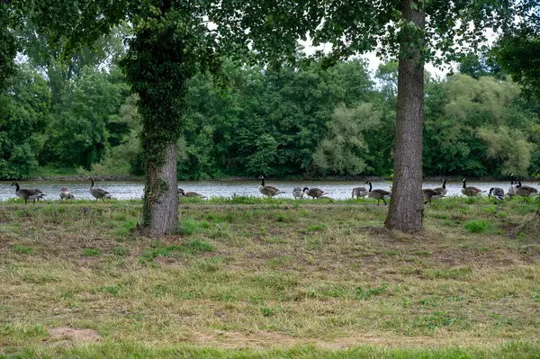 stock image Many Canada geese ( Branta canadensis ) on a green meadow near the river bank