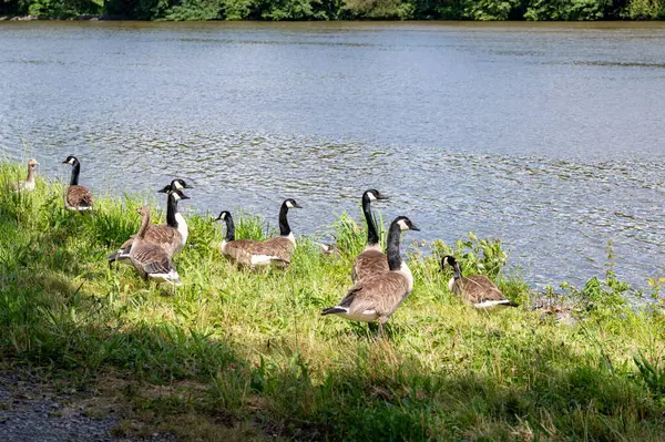 Birçok Kanada kazları (Branta canadensis) vahşi doğadaki yeşil çimlerde, bir nehrin kıyısında