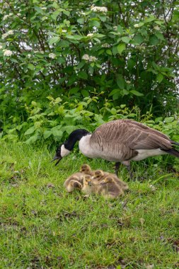 Kanada Kazları (Branta canadensis) familyasından yeşil çimlerde yaşayan kazlar.