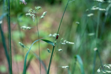 A Blood Cicada  ( Cercopidae ) sits on a plant in the green nature clipart