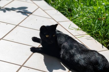 Bir siyah kedi terasta uzanıyor ve sıcak güneşin tadını çıkarıyor.