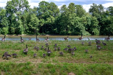 Birçok Kanada kazları (Branta canadensis) ve nehir kıyısına yakın yeşil bir çayırdaki civcivler