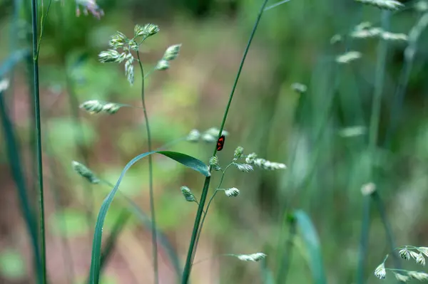 Stock image A Blood Cicada  ( Cercopidae ) sits on a plant in the green nature