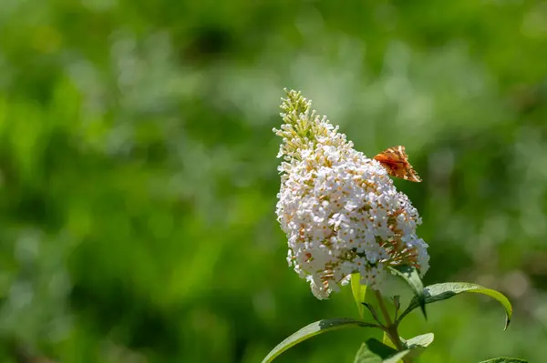 stock image Bottom of Butterfly 