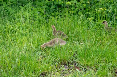 Kanada 'nın yavruları (Branta kanadensis) vahşi doğada yeşil çimlerde