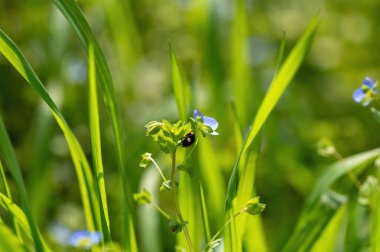 Siyah - kırmızı uğur böceği (Coccinellidae) yeşil doğada bir bitki üzerinde
